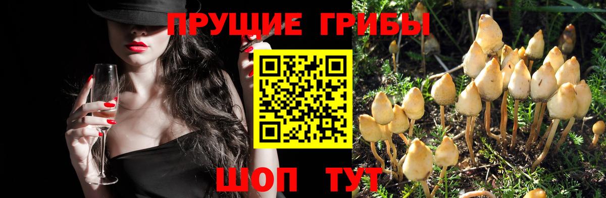 Псилоцибиновые грибы мицелий  Вход с VPN  Орёл 